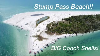 How To Find Big Conch Shells Stump Pass Beach FL [upl. by Erdrich]