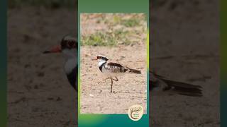 Blackfronted Dotterel Strikes a Pose  Yalanji Country [upl. by Gessner994]