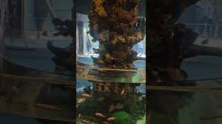 African Cichlid Tank built in Saltwater Tank Together ripleysaquarium [upl. by Gnilyarg]