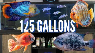 Top 7 Cichlid Tank Setups for a 125 Gallon Aquarium [upl. by Bridge106]