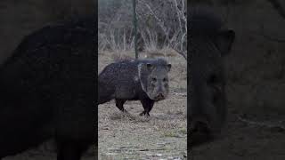 Javelina [upl. by Desiri478]