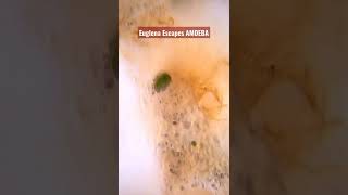 EUGLENA ESCAPES AMOEBA UNDER MICROSCOPE [upl. by Ellemac619]