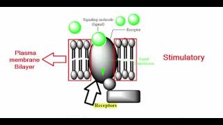 DAT The Cell Membrane  Part I  Membrane Proteins [upl. by Benco]