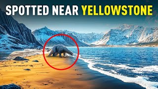 Wildlife Mysteries That Will Change Your Mind About Yellowstone Forever [upl. by Aleakim583]