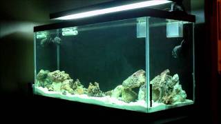 90 Gallon Reef Tank Build  Start up  Update 4 [upl. by Tapes]