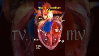 Heart chamber and Heart valves l heart shorts [upl. by Lebaron822]