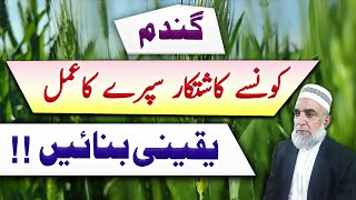 Which crop of wheat needs spray  Crop Reformer [upl. by Analihp]