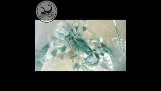 Poecilotheria Formosa [upl. by Dolores]