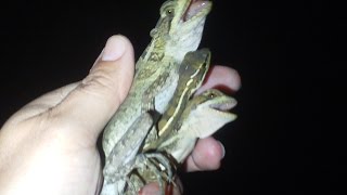 Catching Basilisk in Florida Basiliscus vittatus [upl. by Niltiac]