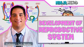 Embryology  Development of Reproductive System [upl. by Jandel481]