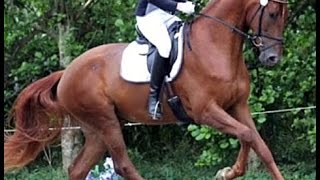 wwwsporthorsesonlinecom 2010 Hanoverian gelding with great talent [upl. by Jarv]