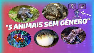 quotDescubra 5 Animais Hermafrodita Incríveisquot  AnimaisHermafroditas [upl. by Adelbert675]