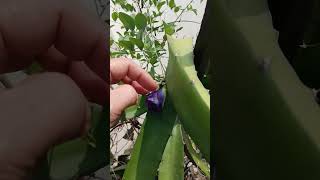 Harvest NG BLUE TERNATE TEA  flowers plants herbalmedicine healthylifestyle [upl. by Silas]