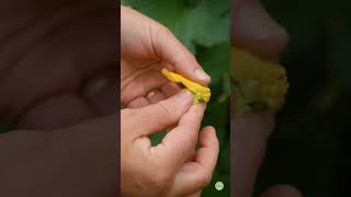 Hand Pollinate Luffa Blossoms luffa loofah handpollination [upl. by Atena]