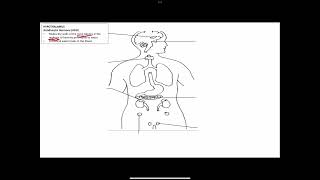 Lesson 2 Part 1 Location amp Functions of Glands [upl. by Trescha]