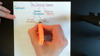 The Immune System Part 1 [upl. by Ymor105]