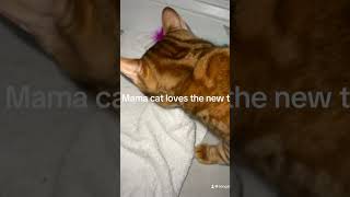 Mama cat drooling 🤤 over new toy bengalcatworld cuteanimal kitten cutecat bengalcatlovers [upl. by Adnawak956]