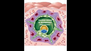 La deuxième semaine du développement embryonnaire [upl. by Ellehcen]