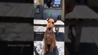 エアデールテリア airedaleterrier vlog [upl. by Nelleyram]