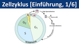 Zellzyklus  Zellteilung Cytokinese  Einführung 16  Biologie Cytologie Oberstufe [upl. by Etrem]