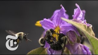 Why Do Bees Buzz  ScienceTake  The New York Times [upl. by Lletnwahs]