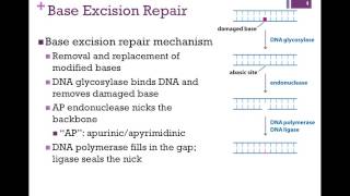 166Mismatch amp Base Excision Repair [upl. by Narad50]