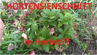 Hortensienschnitt im Herbst Was ist erlaubt und was nicht [upl. by Nahte889]