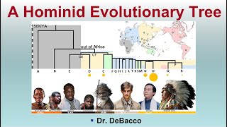 A Hominid Evolutionary Tree [upl. by Winfred]