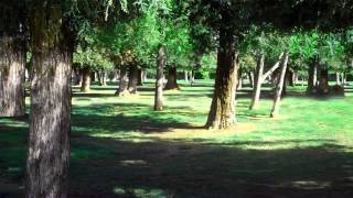 Green Screen Background Footage  Forest Meadow HD [upl. by Hadrian982]