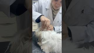 كيفيه اعطاء امبول الحشرات لكلبك How to apply antiflea ampule for your dogs antiflea bars pets [upl. by Elazaro]