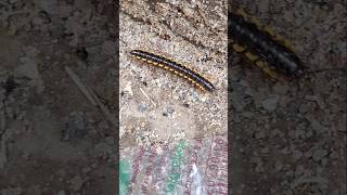 Yellow spotted millipede [upl. by Chor76]