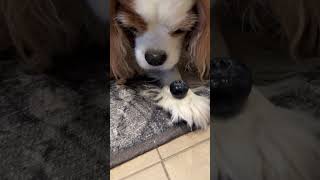 Cavalier King Charles spaniels eating humongous blueberries [upl. by Anaj661]