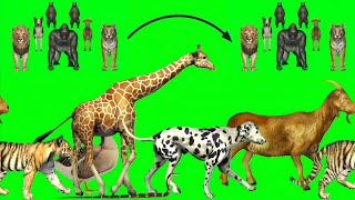 Green Screen Running Animals  Animals Stampede greenscreen stampede animals [upl. by Syxela]