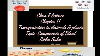 Class7 science ch11 Transportation in animals amp plants components of blood RBC WBC Plasma platelets [upl. by Ahcsatan]