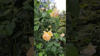 David Austin Wollerton Old Hall climbing rose in a pot with an obelisk for 5 years [upl. by Antoinette18]