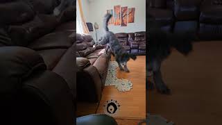 What an amazing conversation fluentpet dogtraining shorts dog [upl. by Lilyan]