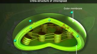 Chloroplasts  Structure [upl. by Ches]