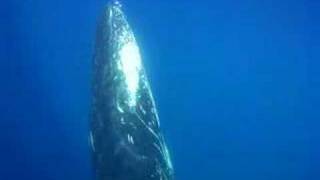 humpback whales filmed up close and underwater in Bermuda [upl. by Sami]