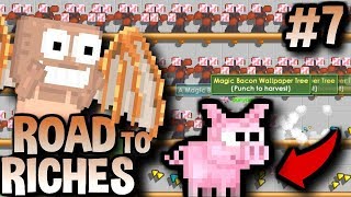 1000 MAGIC BACON TREES PIGLET  Road To Riches 7  Growtopia [upl. by Ibor]