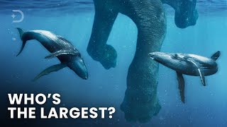 Largest Creatures To Ever Exist On Earth [upl. by Roda]