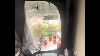 Review Of Mars Hydro Grow Tent For Starting Seeds In 2024 [upl. by Fougere699]