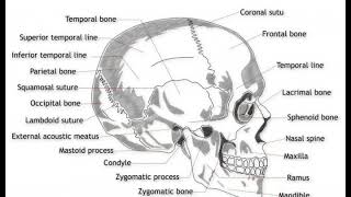 What Is the Mandibular Condyle [upl. by Anelliw]