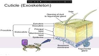 Ecdysis Moulting in Arthropods ecdysis Ecdysis or moulting Ecdysis or moulting class 12 [upl. by Arahas63]