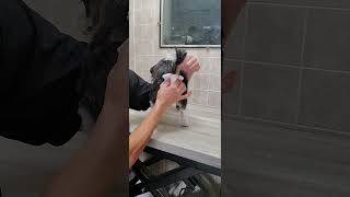 How to express a dogs glands when and how to do it dog grooming from home no restraints [upl. by Akierdna883]