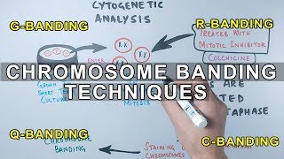 Chromosome Banding Techniques [upl. by Accebor]