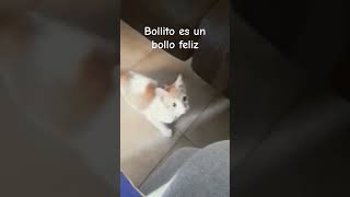 Bollito es un bollo feliz cat youtubeshorts shorts [upl. by Emearg]