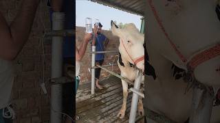 Iv drips in cattlet treatmentsick cow injectionrecoveredenteritisyoutubeshorts viralvideo [upl. by Elstan459]