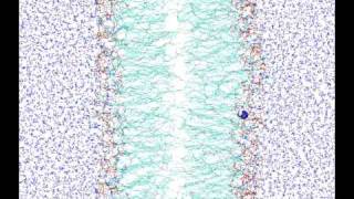 Water permeation through phospholipid membrane [upl. by Eelak722]