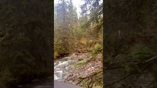 Hiking Through Banff’s Beauty 🥾🍃 BanffTrails IntoTheWild  shorts [upl. by Naujled]