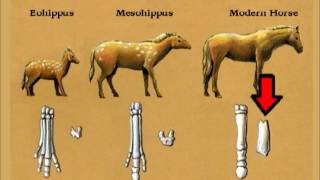 Ep 10  Dont We Have Clear Evolutionary Transitions for Proving Horse Evolution [upl. by Vokaay]